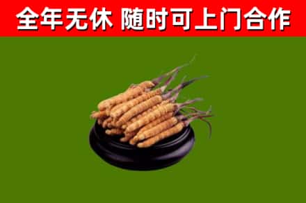 黑河回收冬虫夏草
